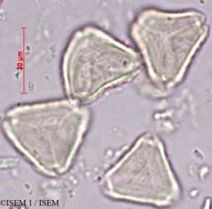 ISEM 1/Myrcianthes_osteomeloides_29446/Myrcianthes_osteomeloides_29446_0001(copy)_thumb.jpg